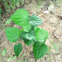 Natural Black Pepper Plant