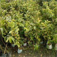 Natural Guava Plant