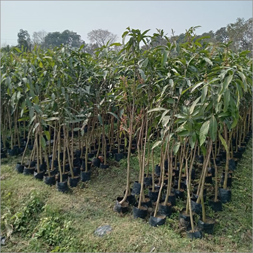 Natural Mango Plant