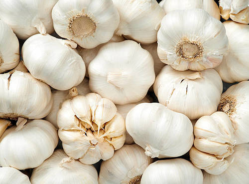 Garlic Seeds Moisture (%): 14%