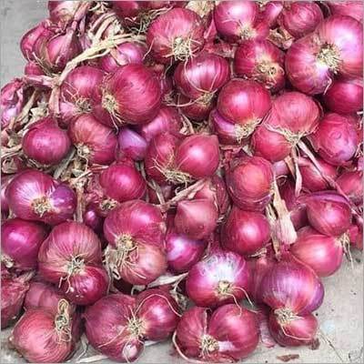 Fresh Red Onion