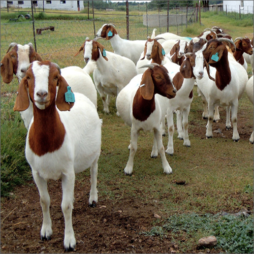 Pure Boer Goat By AGRO MARKETERS