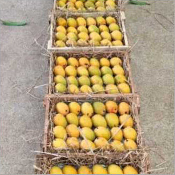 Ratnagiri hapus mango