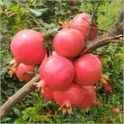 Fresh Pomogranate Supplier