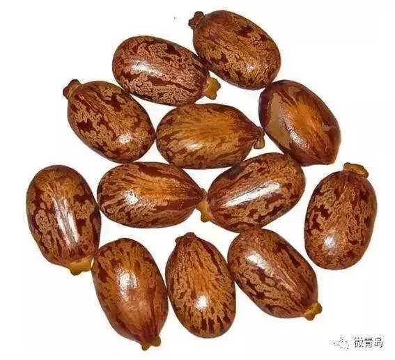 CAR-250 Castor husk removing machine Castor seed shelling machine