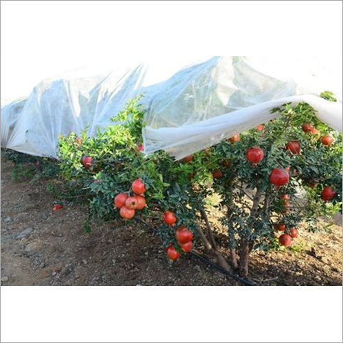 Non Woven Pomegranate Tree Cover