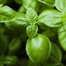 Basil Oil Age Group: All Age Group