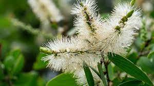 Cajeput Oil (Melaleuca Cajeputi)