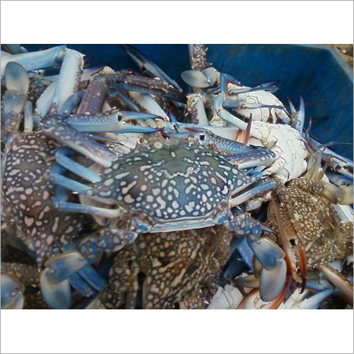 Frozen Crabs By EMMAX FORTUNE EXPORTS LIMITED