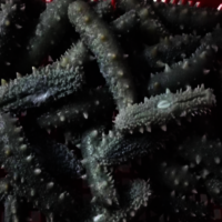 Dried Sea Cucumber - 200g, Rich In Protein And Essential Amino Acids, Low-fat And Low-carb, Natural Taste And Quality