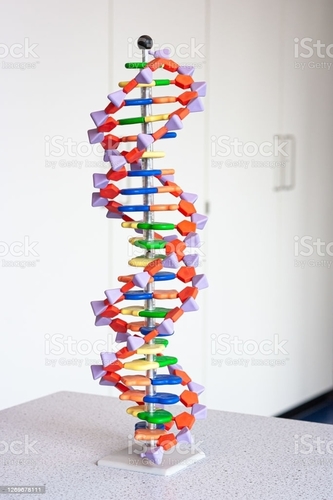 DNA MODEL