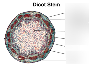 STEM DICOT T.S.