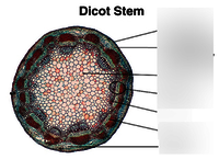 STEM DICOT T.S.
