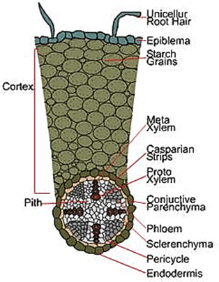 ROOT DICOT T.S.