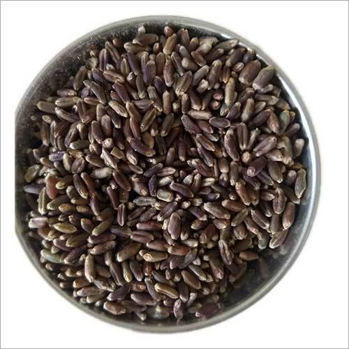 Black Wheat Seed