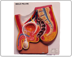 Human Male Prostate Model