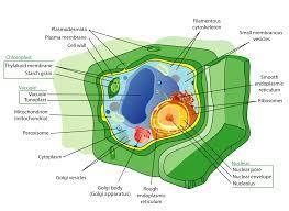 PLANT CELL