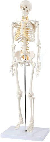 MINIATURE SKELETON