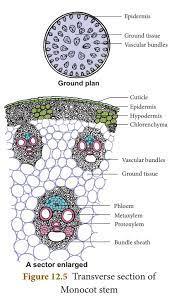 STEM MONOCOT T.S.