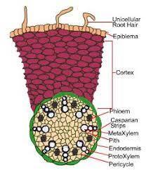 ROOT MONOCOT T.S.