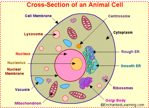 ANIMAL CELL