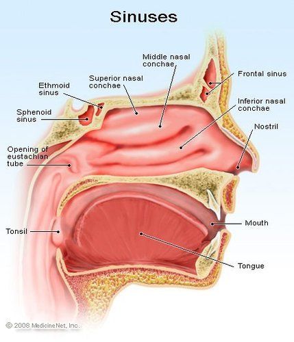 Sinus MODEL