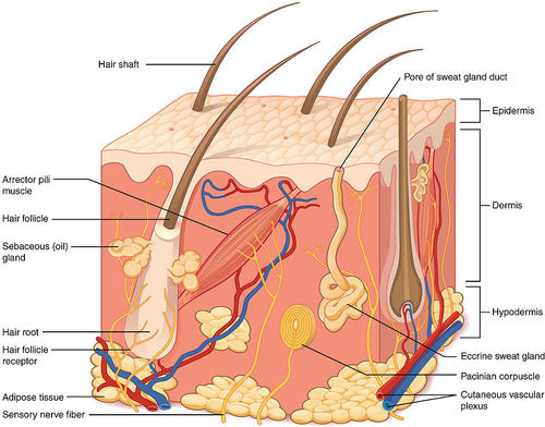 SKIN MODEL