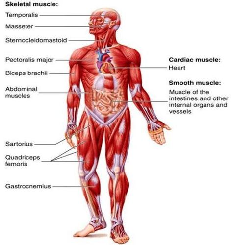 Skin Muscular System