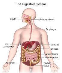 Skin Digestive System