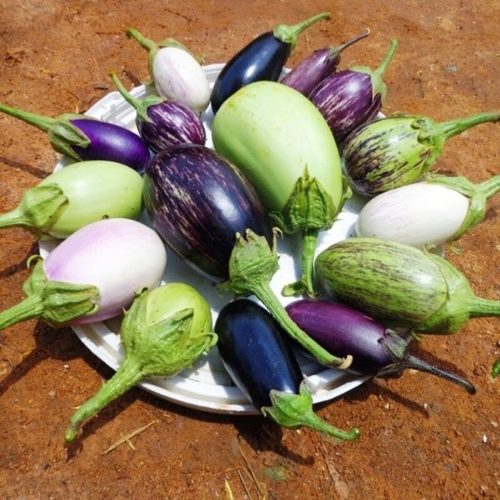 Eggplant / Aubergine Moisture (%): 93%