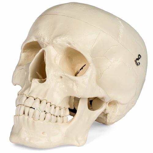 SKULL MODEL