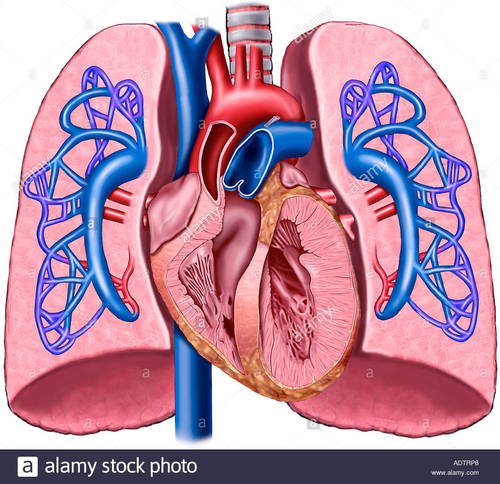 LUNGS WITH HEART