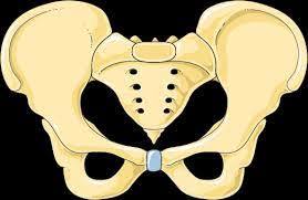 FEMALE PELVIS