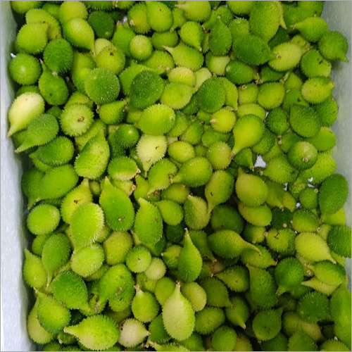 Spiny gourd