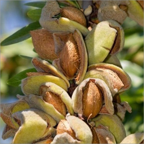 IXL - Natural Pistachios By JASSPAR DRY FRUIT AND FRUITS TRADER