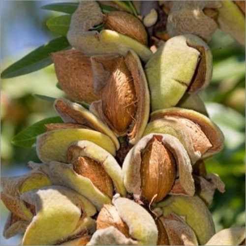IXL - Natural Pistachios