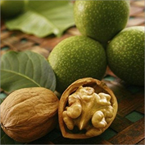 Gobind Walnut