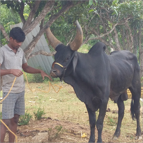 Brown Dairy Farm Kankrej Cow