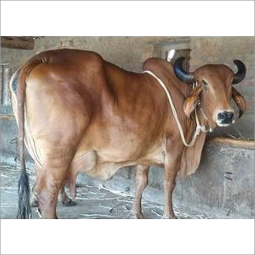 Brown Pure Gir Cow