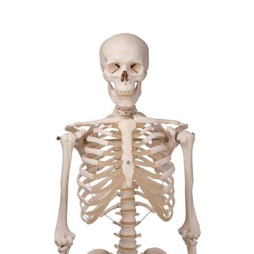 Cream Skeleton Model