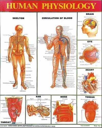 CHARTS, HUMAN PHYSIOLOGY