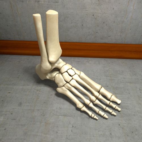 Skeletal Model of Human Foot