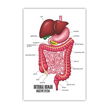 DIGESTIVE SYSTEM