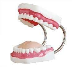 White And Pink Dental Teeth Model