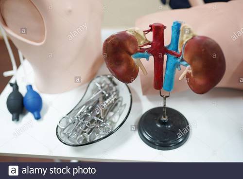 Kidney MODEL