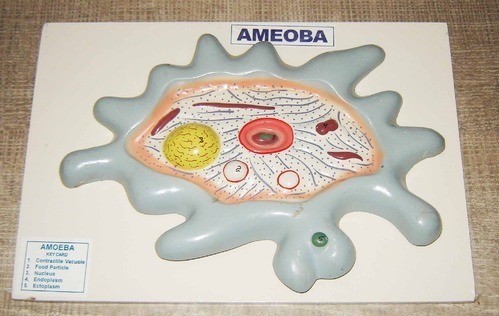 Amoeba Model