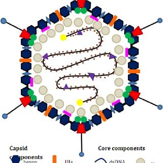 HUMAN ADENO VIRUS