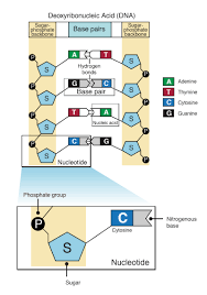 RNA Structure Model