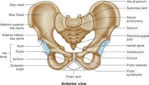 Pelvic model