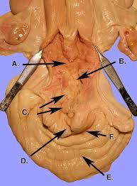 Cow Reproductive system